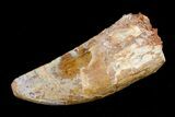 Bargain Carcharodontosaurus Tooth - #4213-2